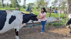 Agricultores de Cuiabá utilizam lodo de esgoto transformado em adubo para o cultivo de pastagens
