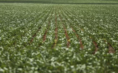 Maior consumidor de fertilizantes do Brasil, MT discute plano para reduzir dependência de importação