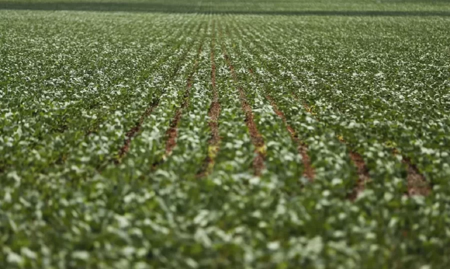 Maior consumidor de fertilizantes do Brasil, MT discute plano para reduzir dependência de importação