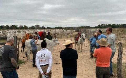 MT: Projeto piloto para conservação de onças e proteção de rebanho bovino tem início no Pantanal