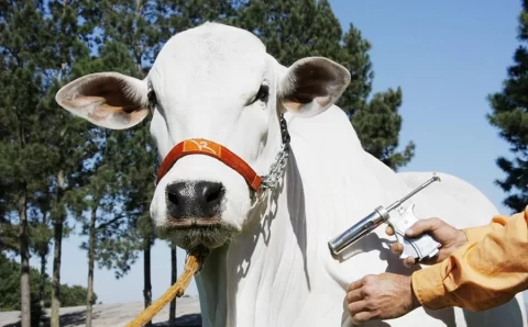 Segunda etapa da campanha de vacinação de febre aftosa começa em 1º de novembro