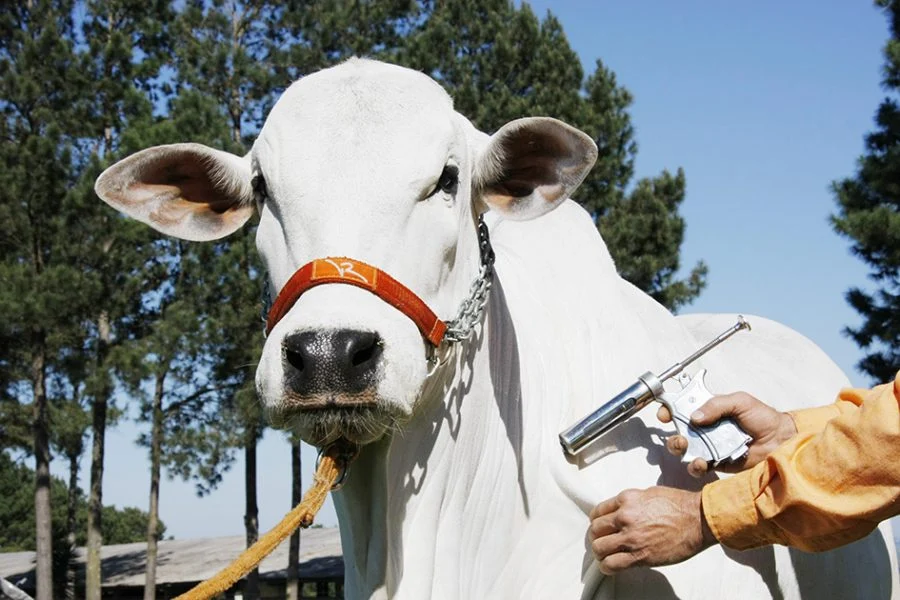 Segunda etapa da campanha de vacinação de febre aftosa começa em 1º de novembro