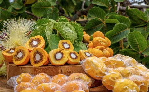 Pequi sem espinhos? Embrapa lança produto no mercado após 25 anos de pesquisa