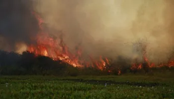 Em 2021, Pantanal registrou a pior seca dos últimos 36 anos