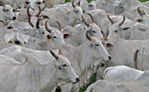 MT:  Nova diretoria aposta no fortalecimento da raça Nelore em Mato Grosso