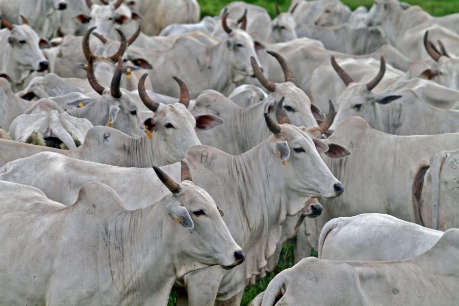 MT:  Nova diretoria aposta no fortalecimento da raça Nelore em Mato Grosso