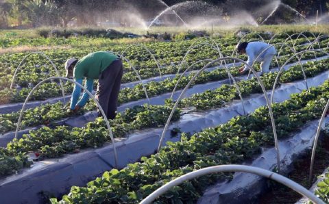 AGRICULTURA FAMILIAR TERÁ NOVO CADASTRO A PARTIR DESTE MÊS