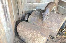 Sema e PM devolvem ao habitat natural 5 pacas resgatadas de cativeiro em Tabaporã
