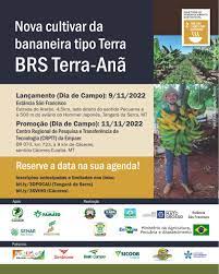 Nova cultivar de bananeira tipo Terra é lançada em Tangará da Serra