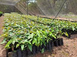 Empaer produz mudas de mogno africano e plantas nativas para arborizar diversas áreas de MT