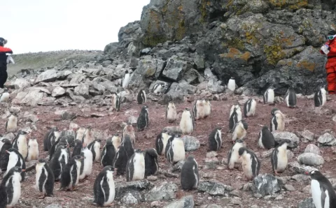 Fiocruz identifica gripe aviária em pinguins na Antártica; vírus não circula no Brasil