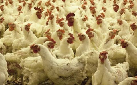 Sem estoques de ração, granjas podem assistir canibalização dos frangos por bloqueios