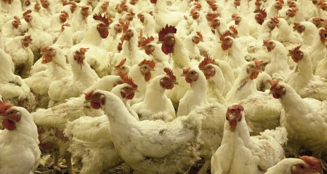 Sem estoques de ração, granjas podem assistir canibalização dos frangos por bloqueios