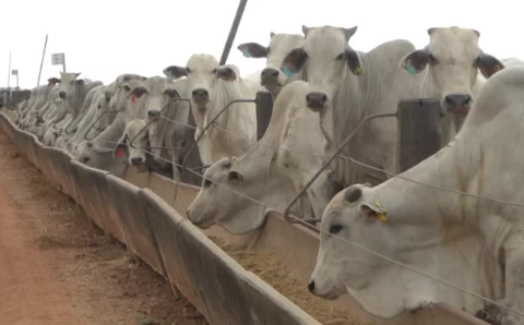 MT:  Intenção de confinamento aumenta; Estimativa é de confinar 700 mil bovinos em MT