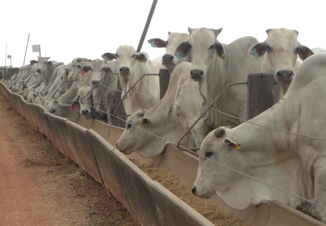 MT:  Intenção de confinamento aumenta; Estimativa é de confinar 700 mil bovinos em MT