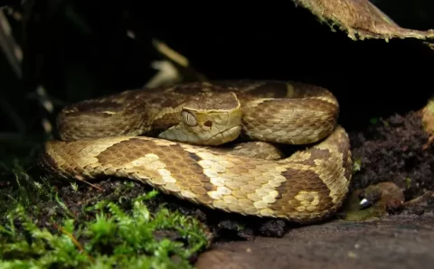 Cientistas estudam como o veneno de cobras pode ser usado contra o câncer de mama