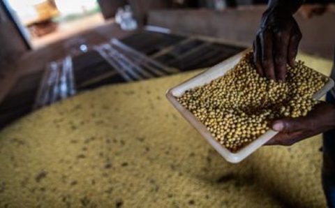 MT:   EXPORTAÇÕES DE SOJA BATEM NOVOS RECORDES EM MATO GROSSO