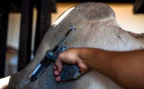 Vacinação contra febre aftosa será suspensa em 16 estados e no DF