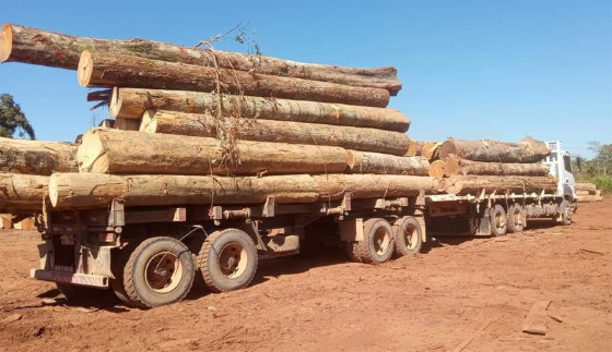 MT:  EM ARIPUANÃ:    Fiscalização omissa esconde verdade sobre desmate em Mato Grosso