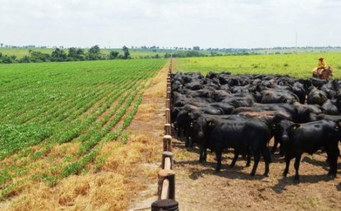 MT: PRODUÇÃO AGROPECUÁRIA:   Receita no campo terá novo recorde em MT em 2022: R$ 211,4 bilhões