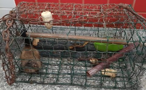 EM CUIABÁ: Polícia Civil prende homem que tentava comercializar animal silvestre na internet