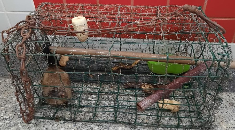 EM CUIABÁ: Polícia Civil prende homem que tentava comercializar animal silvestre na internet