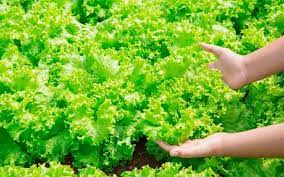 Horta escolar se torna ferramenta didático-pedagógico em Guiratinga