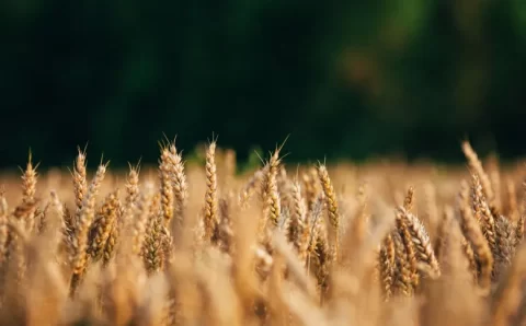 Para 2023, CNA prevê lucro menor e alta dos custos do agronegócio