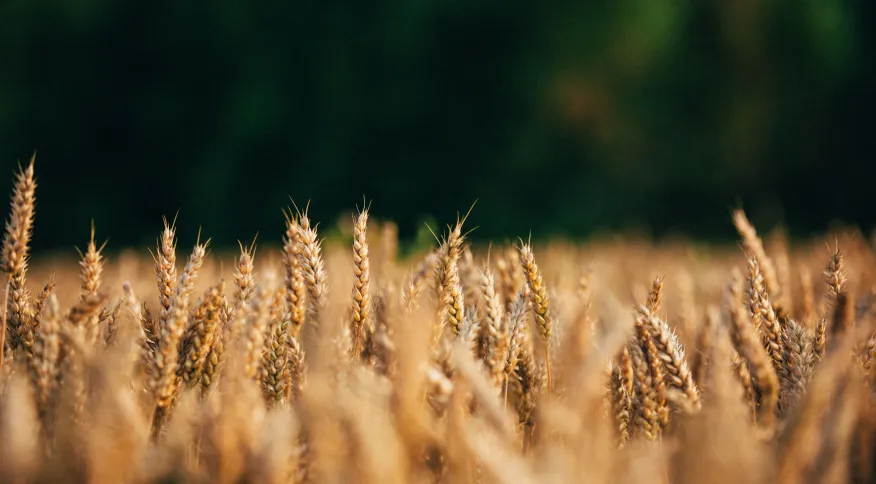 Para 2023, CNA prevê lucro menor e alta dos custos do agronegócio