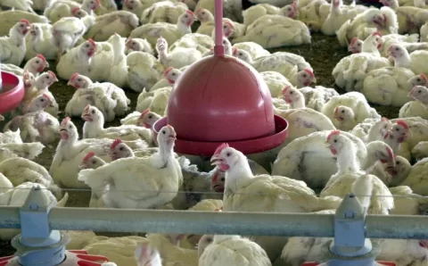 Missão tentará reverter suspensão da compra de aves de SC pelo Japão