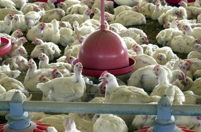 Produção de frango e carne suína devem se manter em alta em 2023