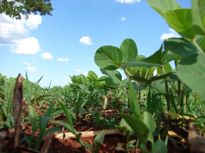 Embrapa promove orientações sobre uso eficiente de fertilizantes