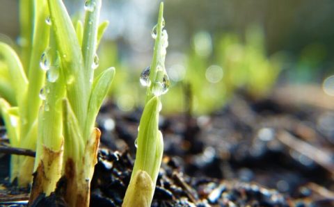 Práticas sustentáveis na agricultura