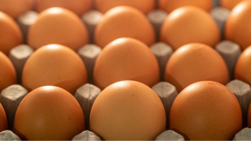 Pode faltar ovo no Brasil? Entenda a escassez em diversos países do mundo