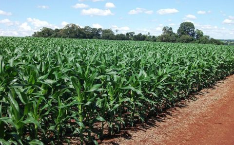 Monitoramento Agrícola registra boas condições de desenvolvimento na safra 2022/2023