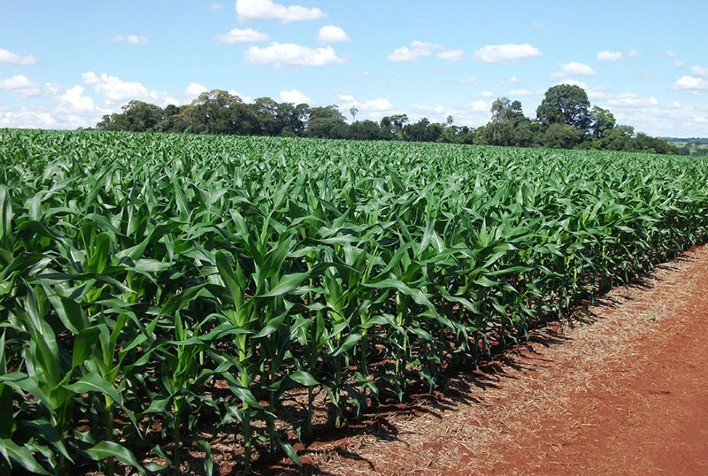 Monitoramento Agrícola registra boas condições de desenvolvimento na safra 2022/2023