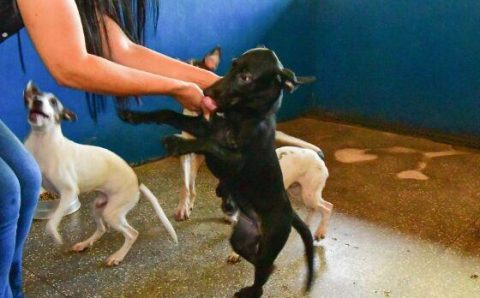 MT:  MODERNIDADE:   Prefeitura de Cuiabá terá projeto moderno de controle populacional de animais domésticos