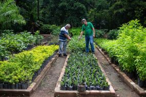 Dedicação e conhecimento técnico resultam na produção média de 30 mil mudas de árvores por mês