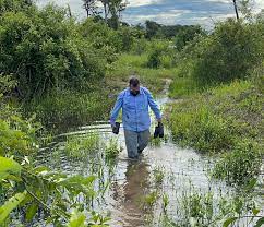 Mudas produzidas pela Empaer são plantadas em áreas atingidas por incêndios
