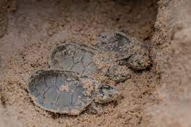 Parque estadual é berçário de mais de 350 mil filhotes de tartarugas-da-amazônia em 2022