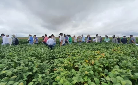 MT:   COM SOJA EM PLENO DESENVOLVIMENTO, DIAS DE CAMPO TÊM INÍCIO EM MT