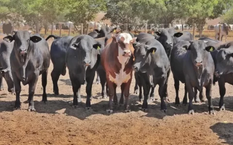 MT:  Mato Grosso conta com 406 propriedades aptas a exportar para União Europeia