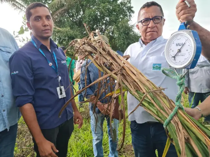 MT:  Resultado do uso de adubo sustentável é apresentado a produtores familiares de Cuiabá