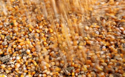 Brasil pode dobrar exportação de milho em janeiro e soja deve recuar, diz Anec