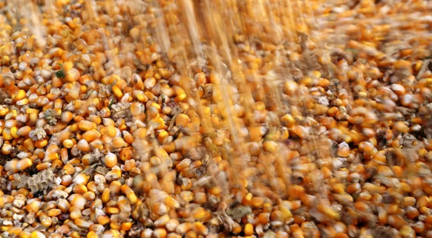 Brasil pode dobrar exportação de milho em janeiro e soja deve recuar, diz Anec