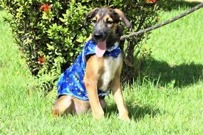 Orla do Porto I será palco do Carna Folia Pet e de feira de adoção de animais; Conheça aqui os bichinhos à procura de um lar