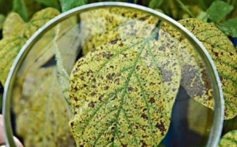 Ferrugem asiática cresce na soja 22/23 do Brasil e eleva custo de lavouras