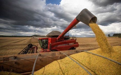 MT:  Produção de soja em Mato Grosso deve atingir novo recorde