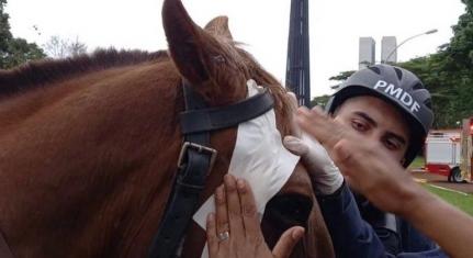 AGREDIDOS NO 8 DE JANEIRO: Parlamentares querem proibir uso de cavalos em ações policiais