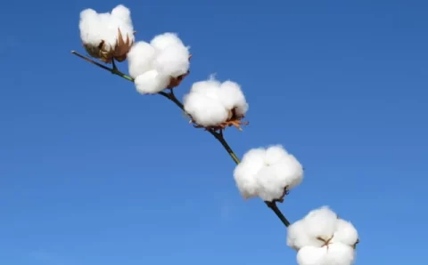 MT:  Plantio de algodão em Mato Grosso chega a 96,17% da área